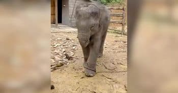 PetWireDaily — Chained Baby Elephant Takes First Steps Toward Freedom
