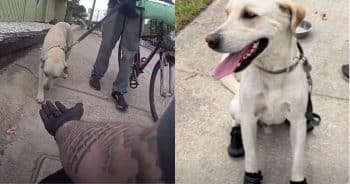 PetWireDaily — Officer Notices Dog Limping on Hot Pavement and Buys Him Protective Boots