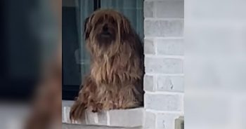 PetWireDaily — Sad Stray Dog Sat Outside Their Window Hoping Someone Would Notice Him