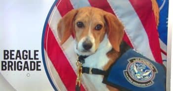 PetWireDaily — Beagles bust food smugglers in Atlanta airport