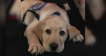 PetWireDaily — Therapy Dog Sage Returns Home After Comforting Sailors at Sea