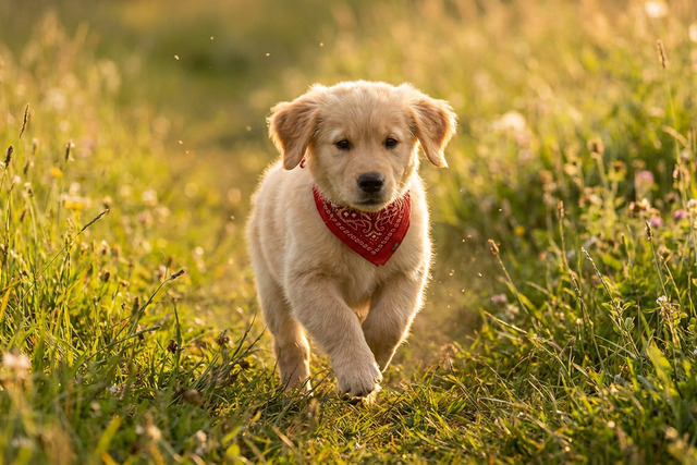 Cute golden puppy running through a grassy field, representing adorable D dog names