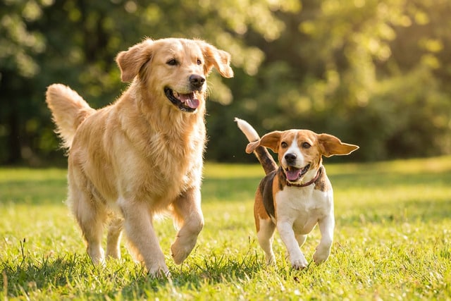 Two playful dogs running together in a sunny park