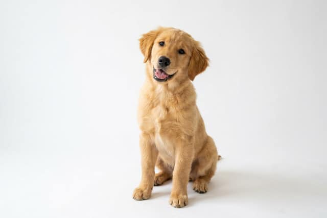 Happy golden retriever puppy with head tilted looking at camera