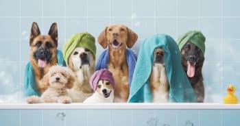 PetWireDaily — 15 Best Dog Shampoos on Chewy (With Picks for Every Need)