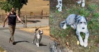 PetWireDaily — Sheepadoodle Finds Safety Amid Rising Doodle Surrenders