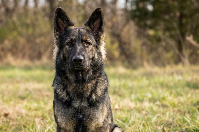 German Shepherd with expressive eyebrow markings showing lighter fur above dark eyes