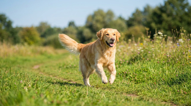 Golden retriever walking happily after taking joint supplements