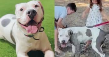 PetWireDaily — Our Hearts Melted Watching Him Play With His Foster Siblings