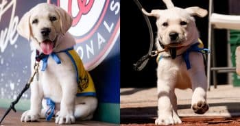 PetWireDaily — Meet The Washington Nationals’ Team Dog “Natty”