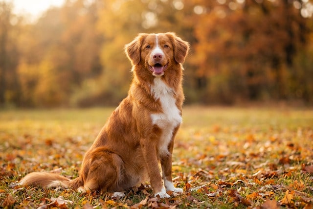Nova Scotia Duck Tolling Retriever sitting in an autumn field with colorful fall foliage