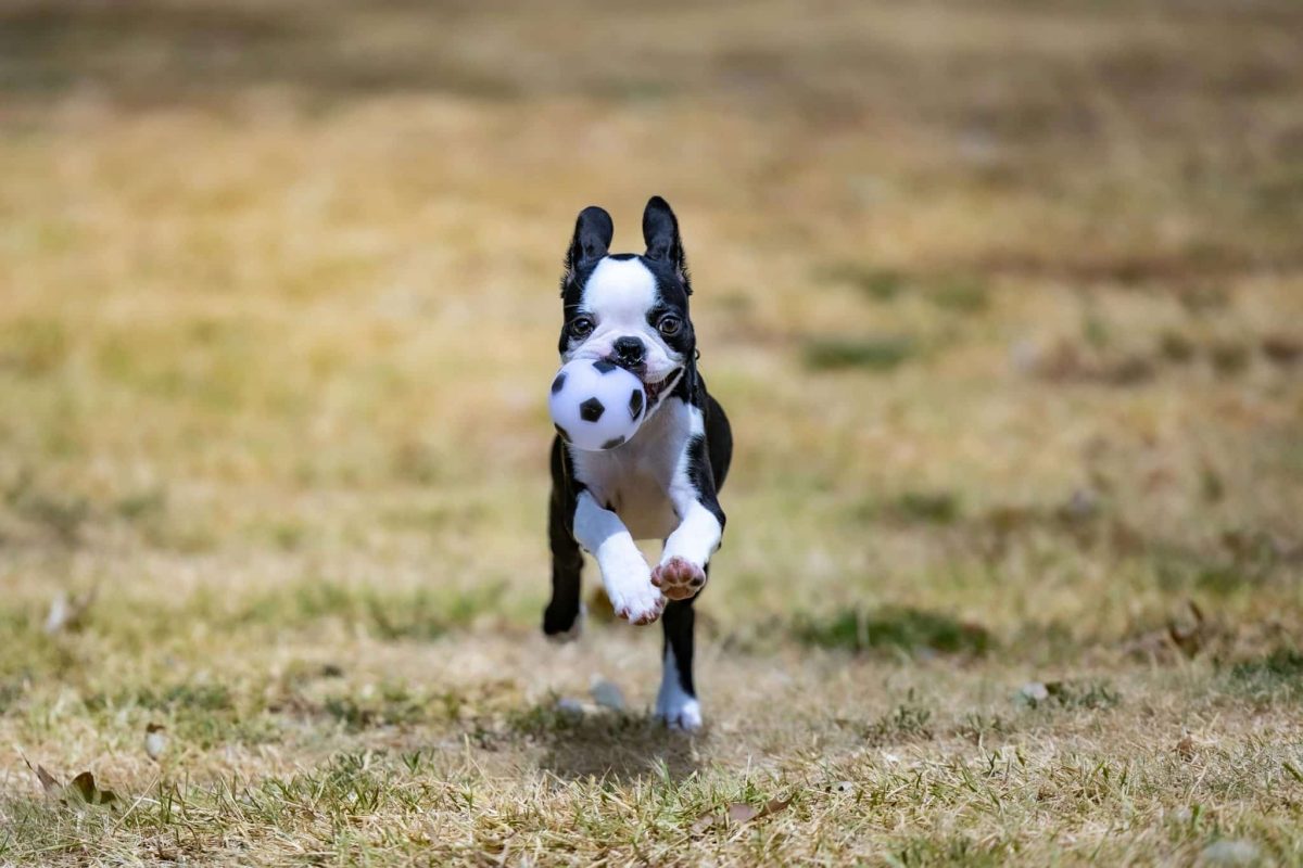 Boston Terrier lively and attentive showing easy training and friendly personality