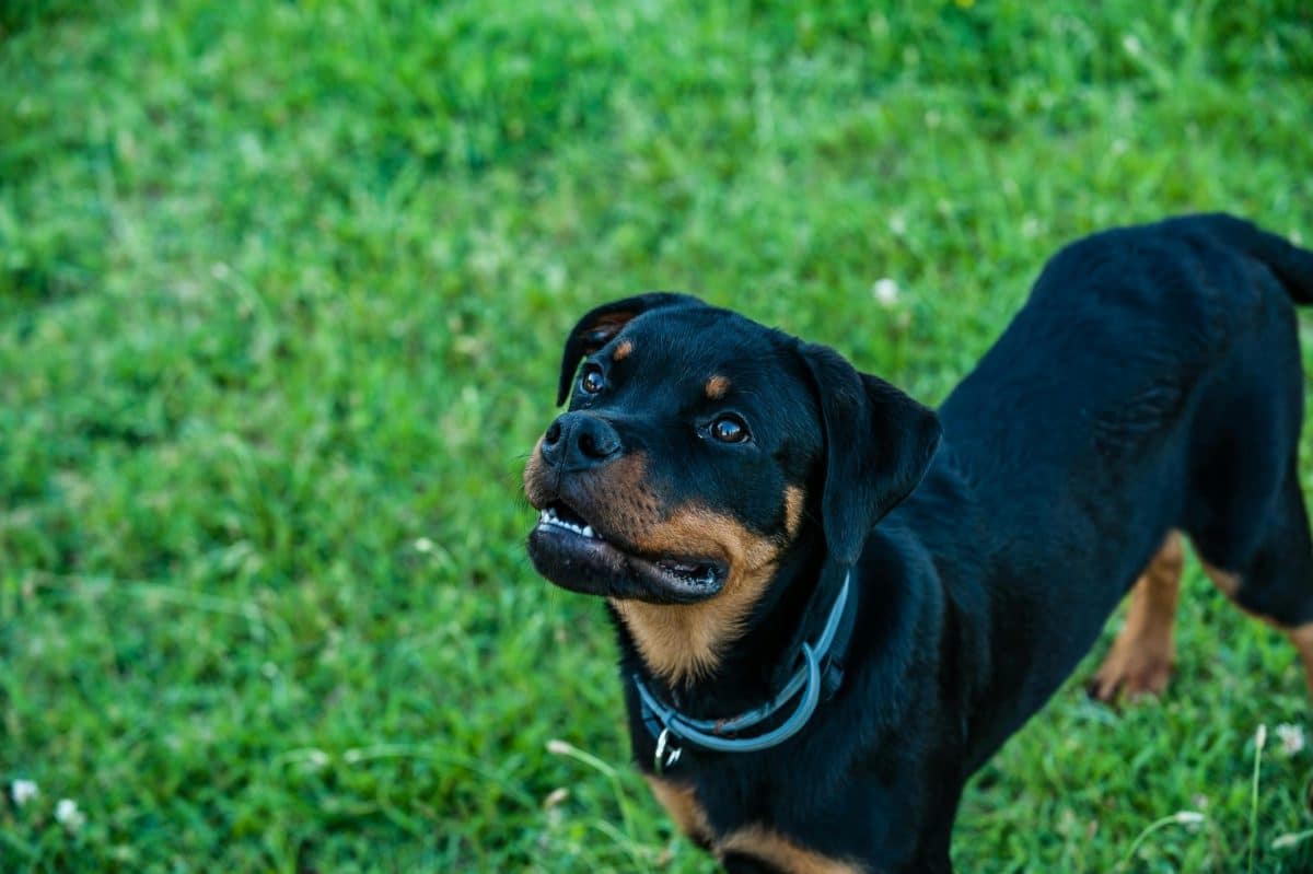 Rottweiler confident and calm showing intelligent and aware personality