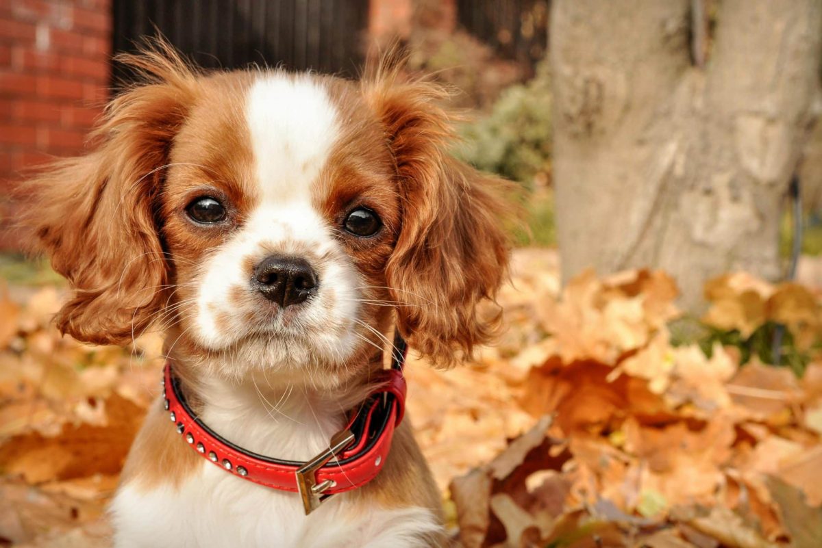 Cavalier King Charles Spaniel soft eyes showing deeply sensitive personality