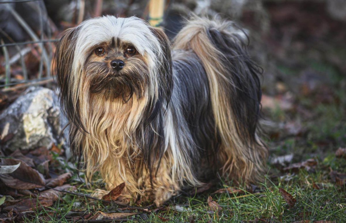 Lhasa Apso confident stance showing independent and observant personality