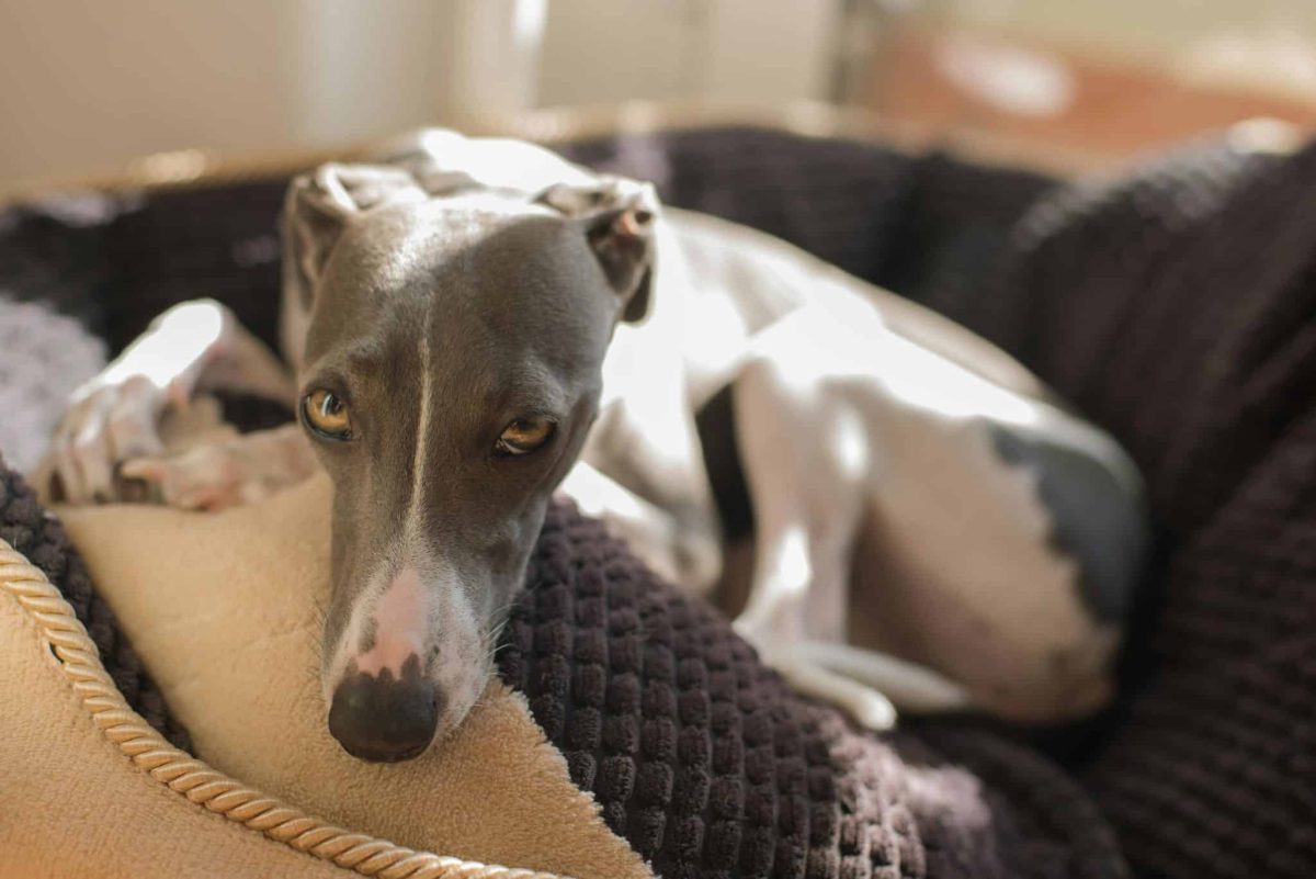 Greyhound relaxed posture showing quiet and low energy personality