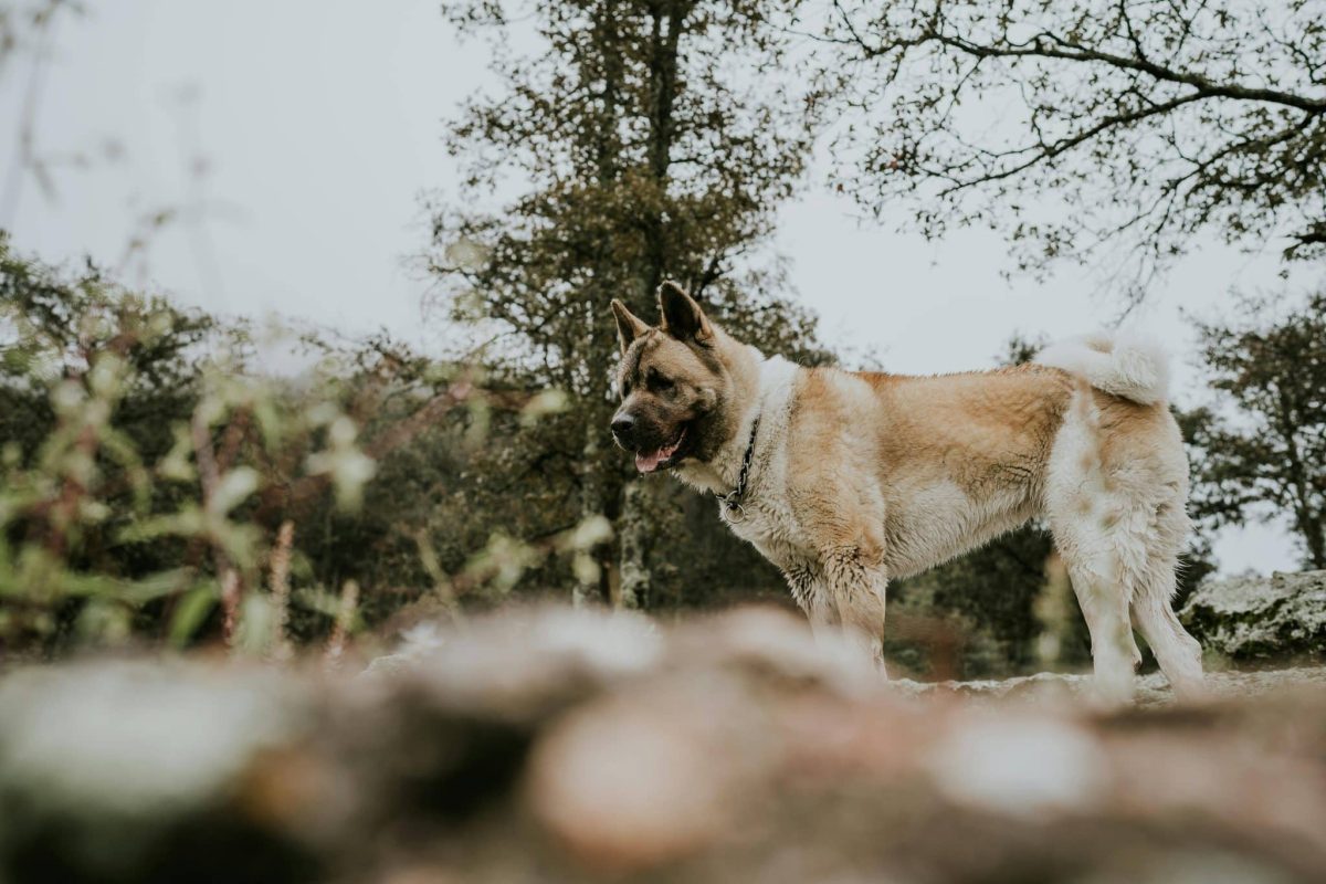 Akita confident expression showing loyal and independent personality