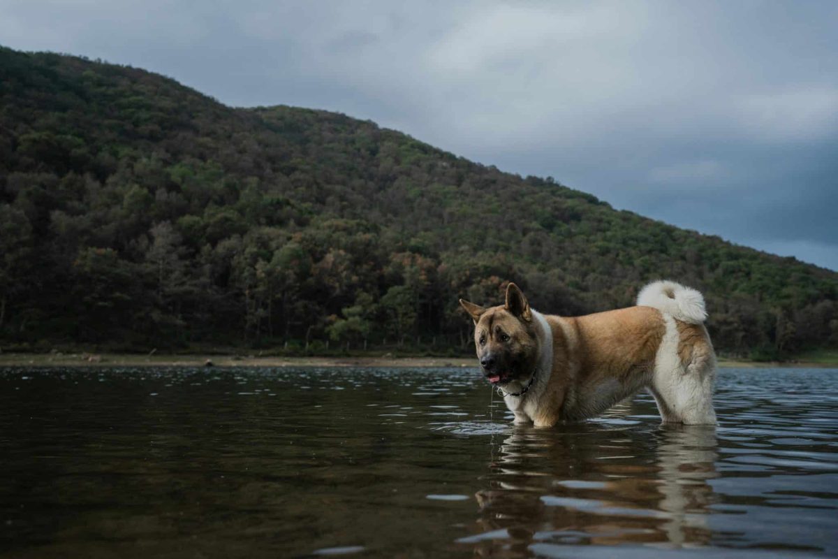 Akita calm and composed showing quiet confidence and strong presence