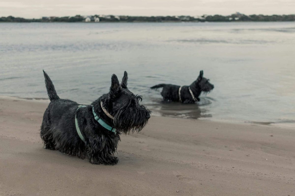 Scottish Terrier alert stance showing bold and independent personality