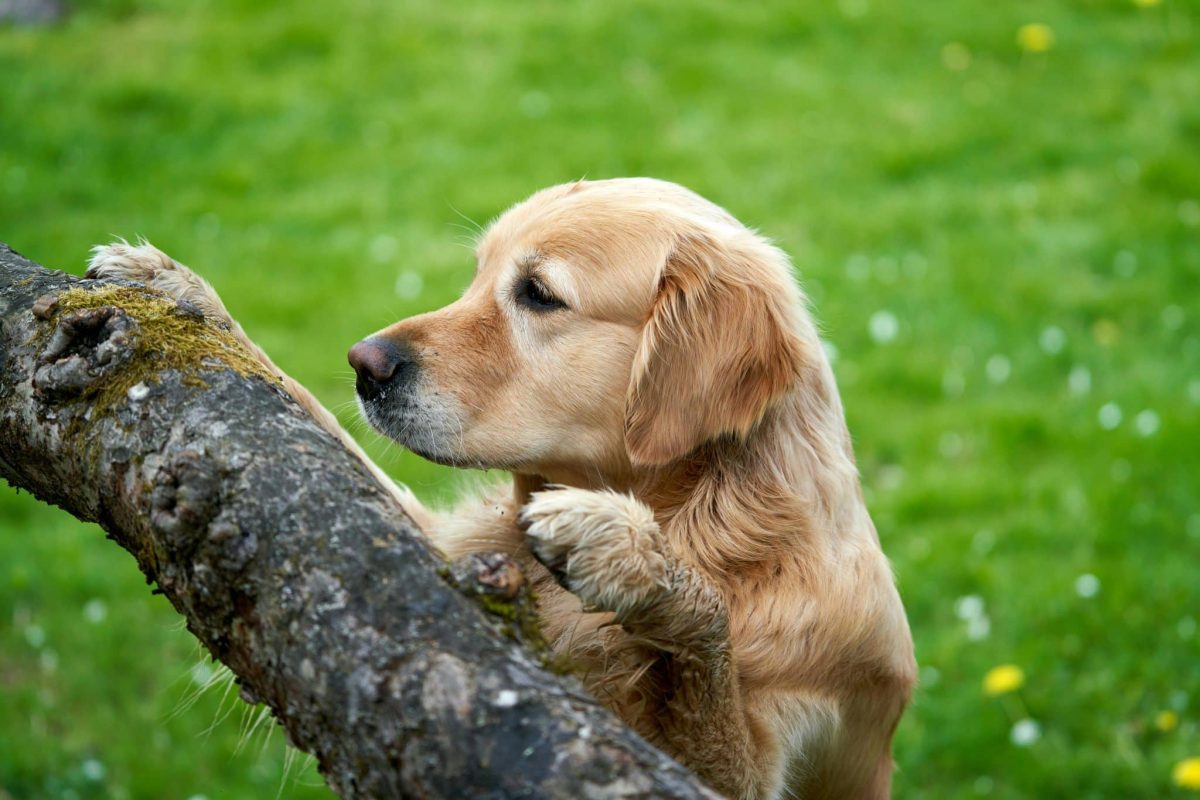 Golden Retriever attentive expression showing intelligent and responsive personality