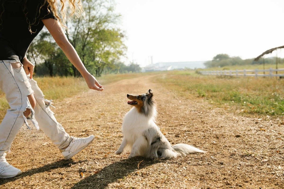 Shetland Sheepdog attentive and alert showing strong learning and obedience skills
