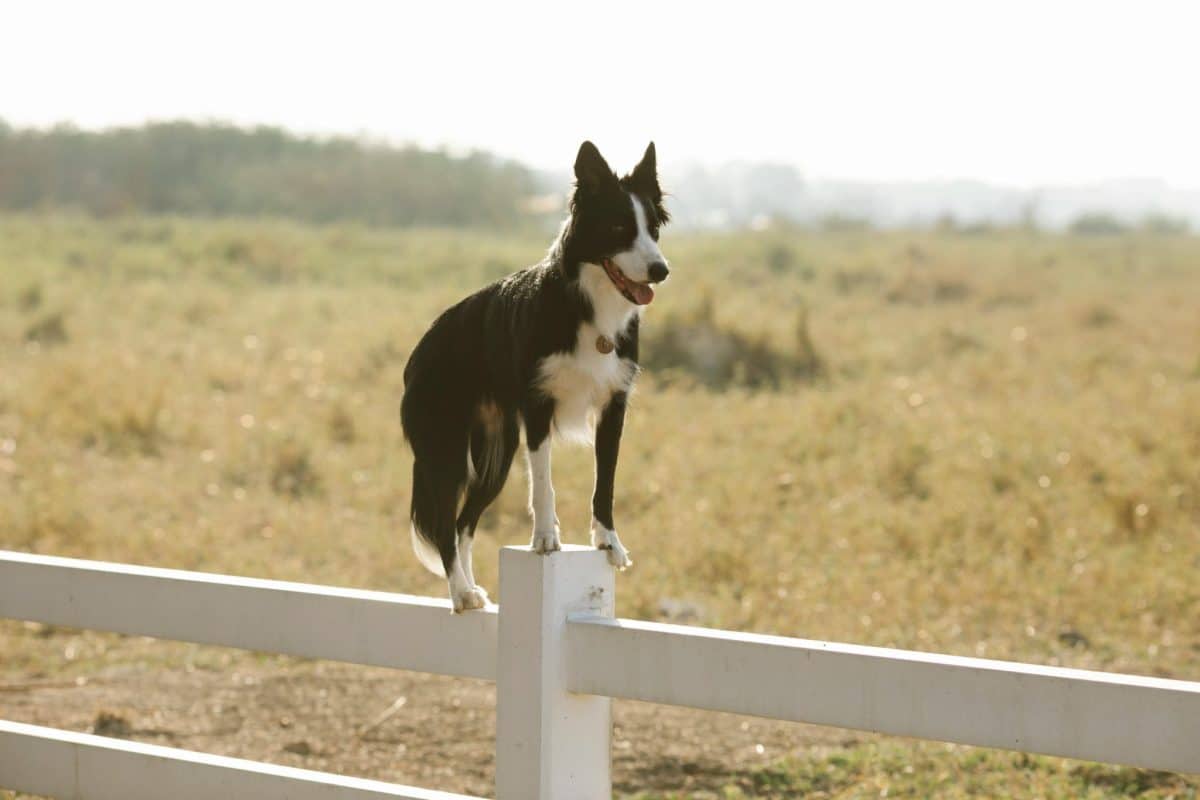 Border Collie focused gaze showing exceptional intelligence and problem solving ability