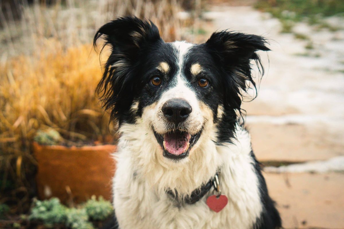 Border Collie focused eyes showing loyal and attentive personality