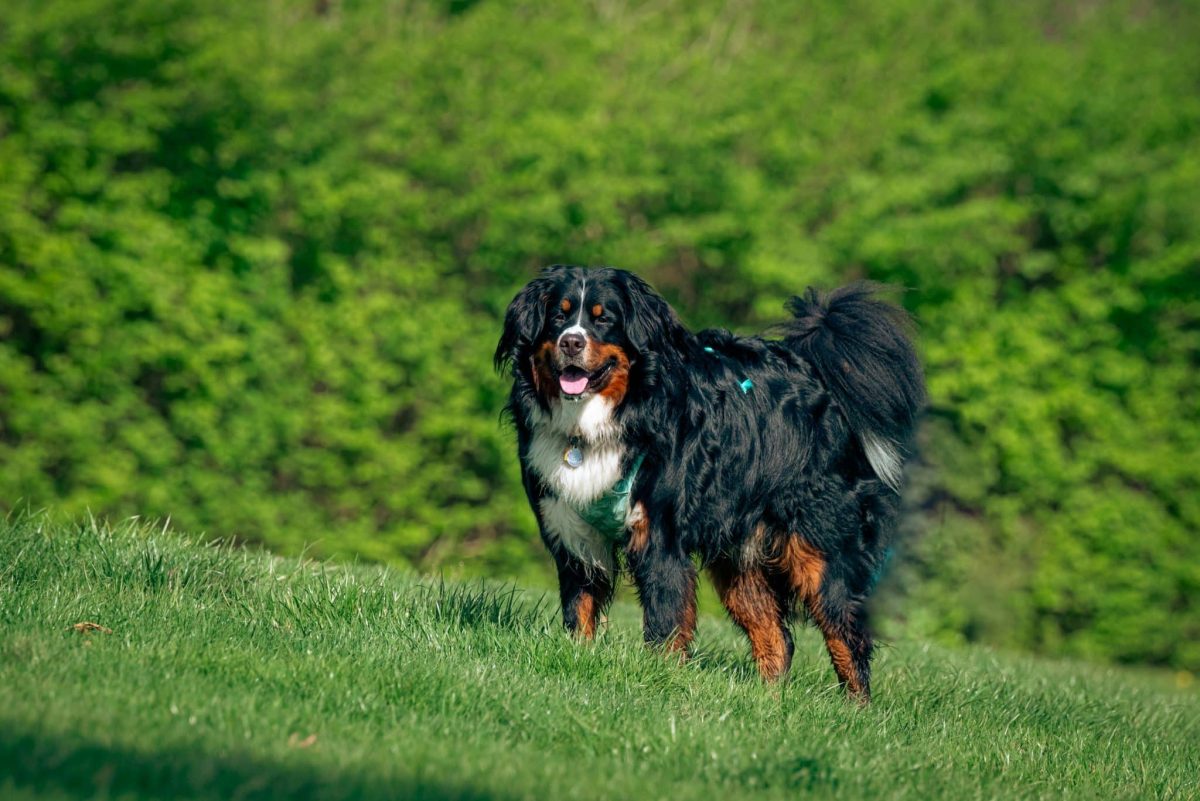 Bernese Mountain Dog steady stance showing strength and outdoor endurance