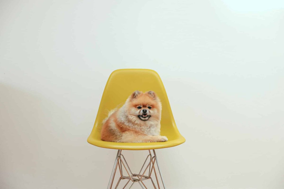 Pomeranian fluffy appearance showing confident and spirited personality