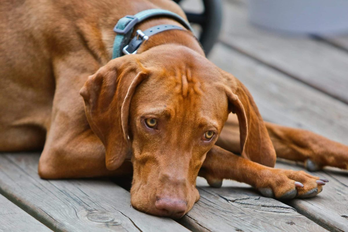 Vizsla affectionate posture showing emotionally sensitive and attached personality
