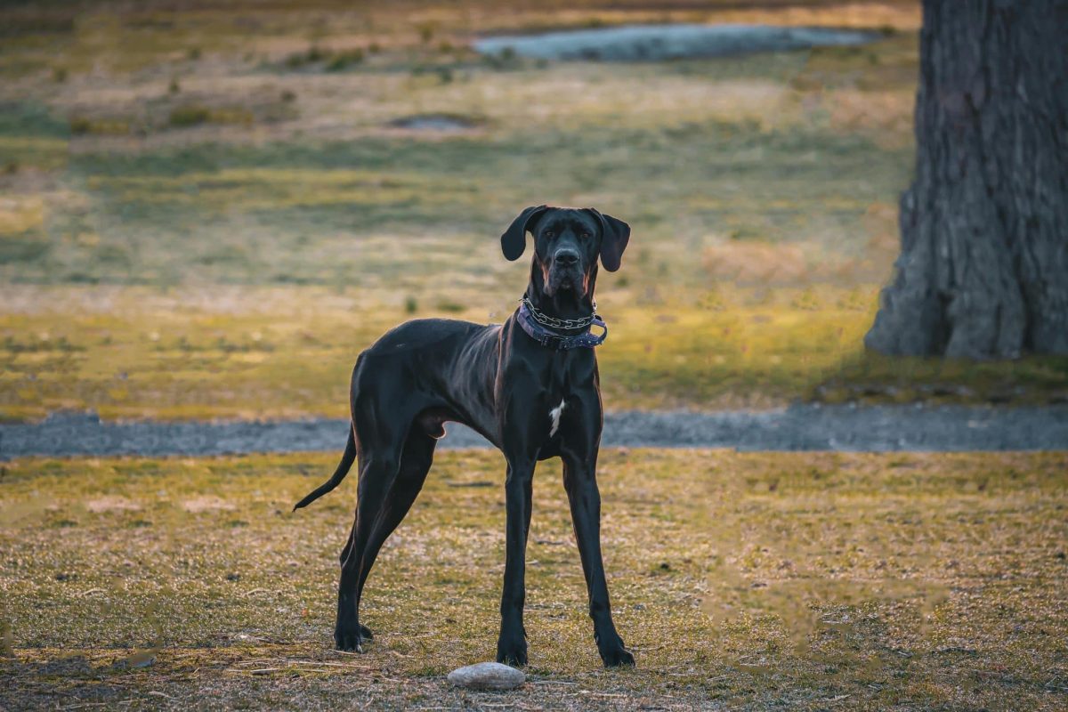 A confident dog standing tall with calm and self assured expression