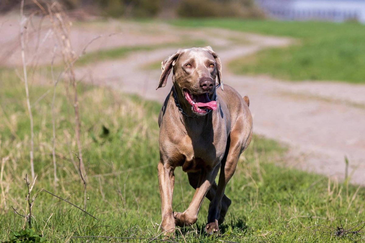 Weimaraner focused expression showing athletic endurance and adventurous energy