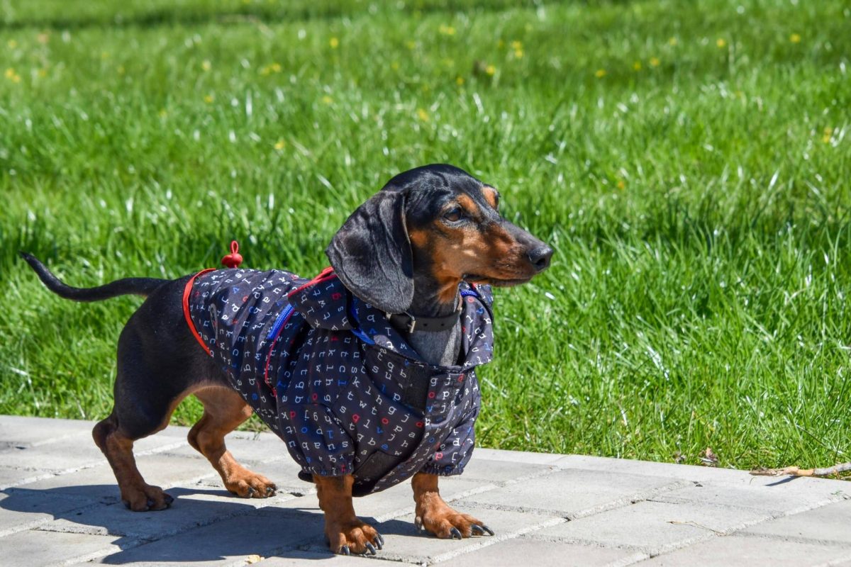 Dachshund alert posture showing stubborn and spirited personality