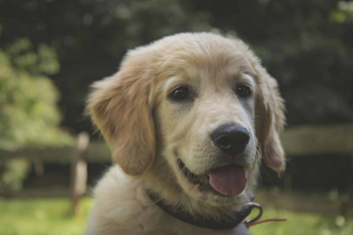 Golden Retriever puppy fluffy and bright showing playful and heart melting expression