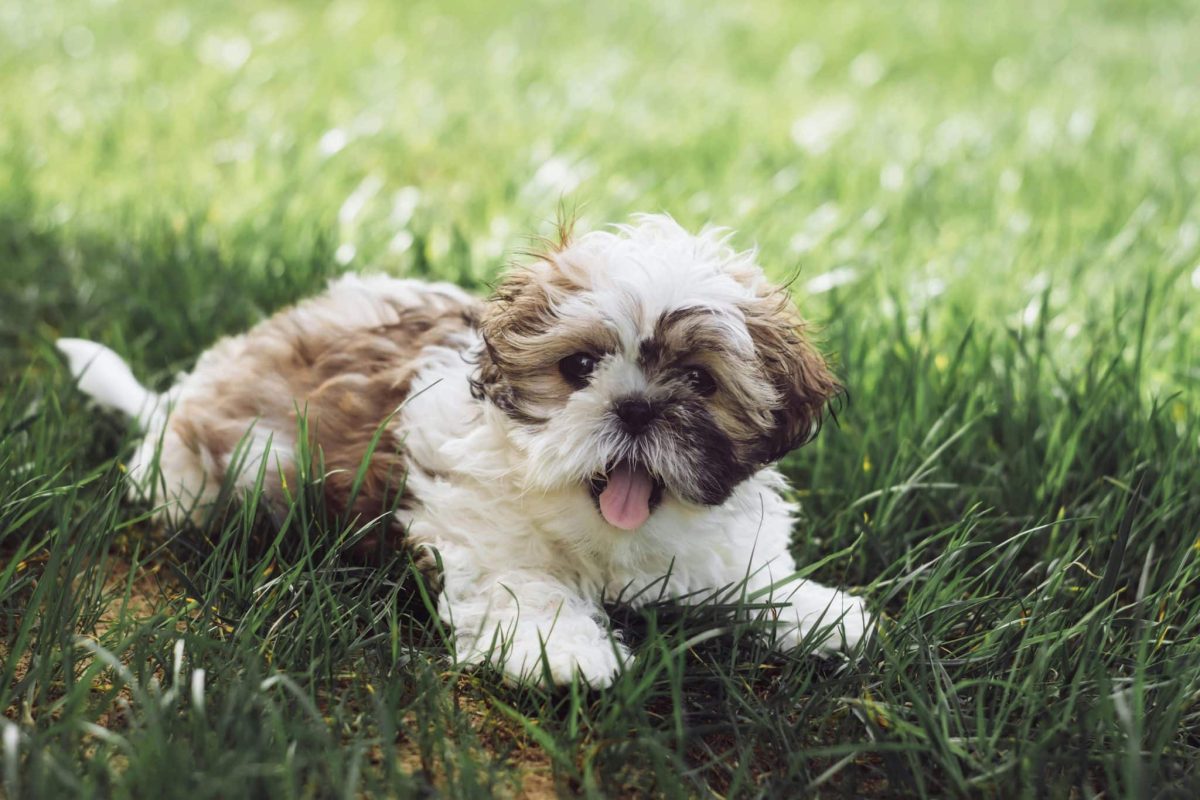 Shih Tzu puppy fluffy and sweet showing gentle and adorable personality