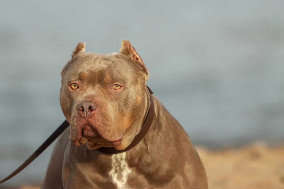 American Pit Bull Terrier strong and focused showing confident and determined personality