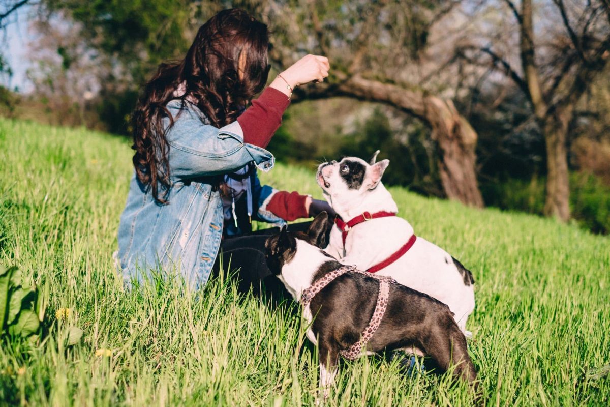 A focused dog showing calm attention and readiness to learn commands