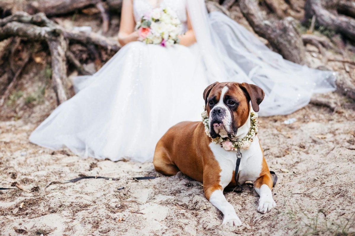Boxer playful expression showing affectionate and loyal personality