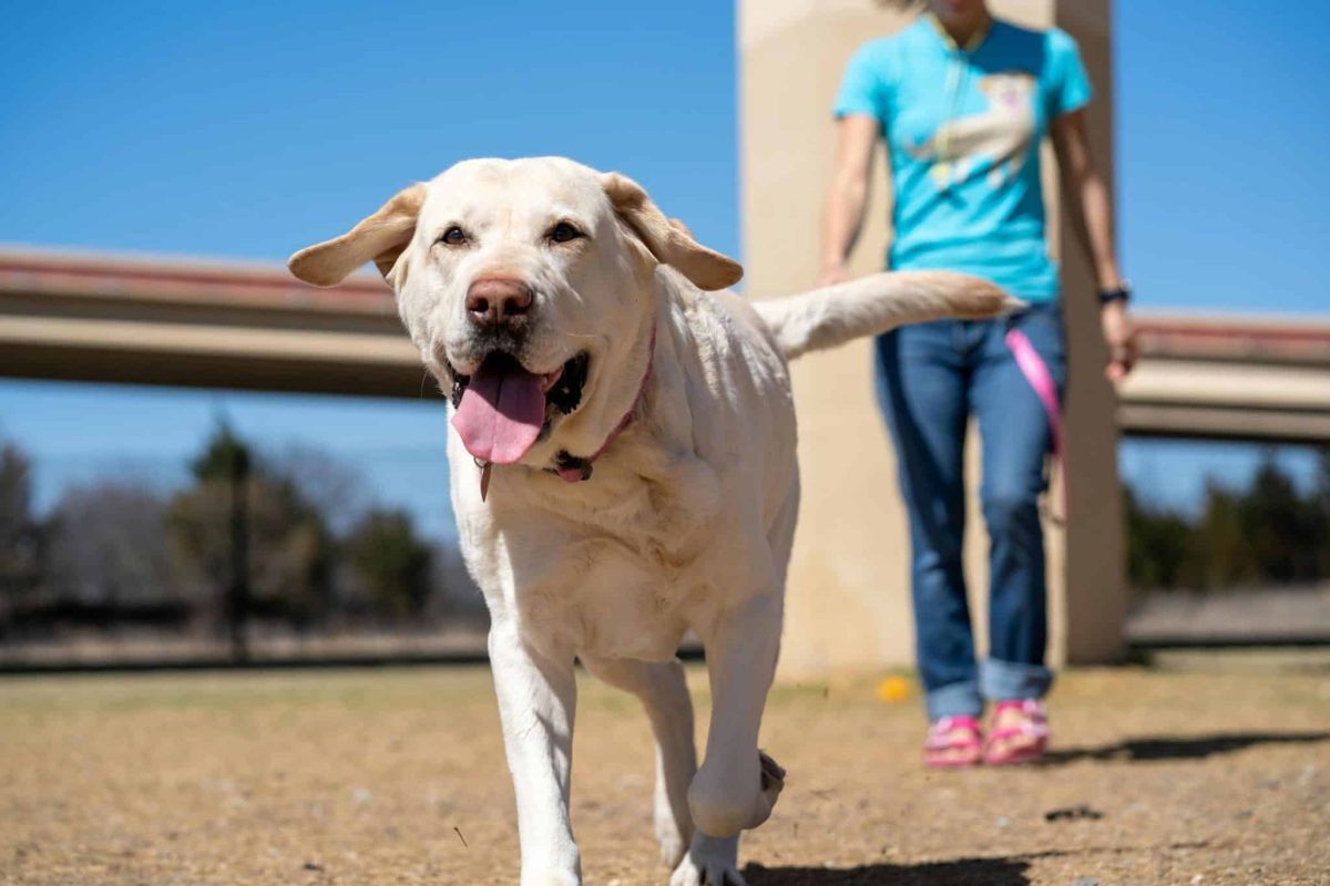 Labrador Retriever cheerful expression showing friendly and social personality