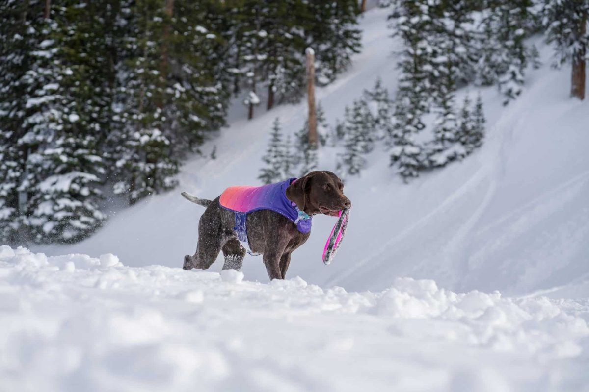 German Shorthaired Pointer energetic expression showing adventurous and athletic spirit