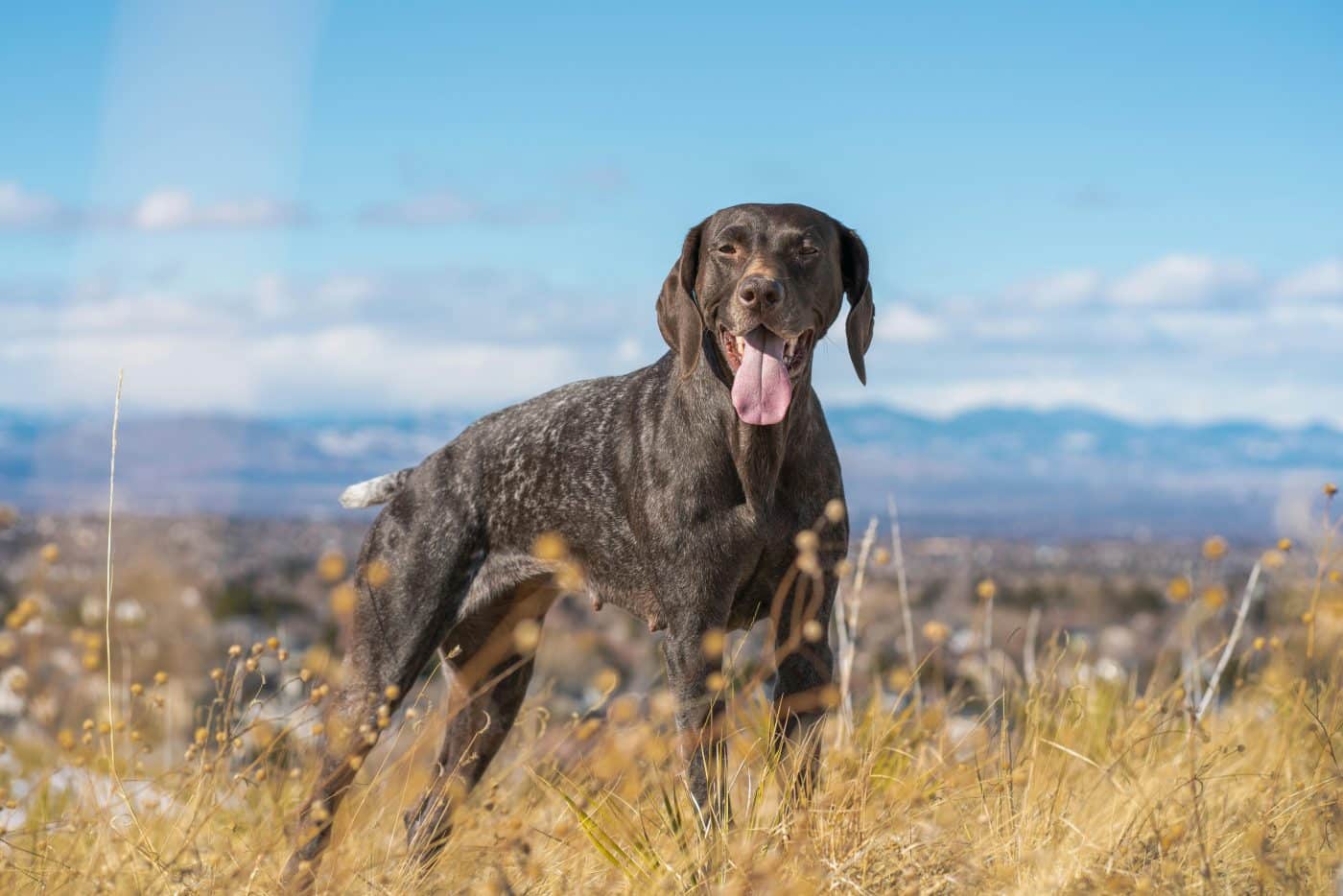 Athletic dog with confident posture showing adventurous and energetic spirit