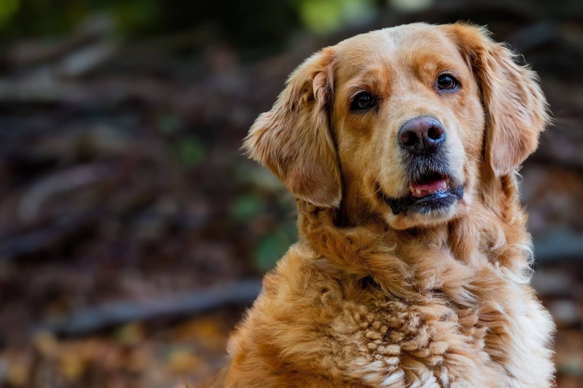 Golden Retriever gentle expression showing patient and family friendly personality