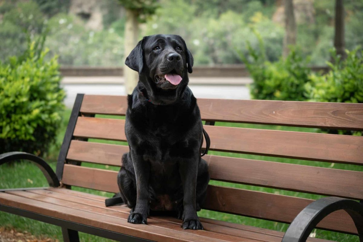 Labrador Retriever friendly posture showing gentle and loving personality