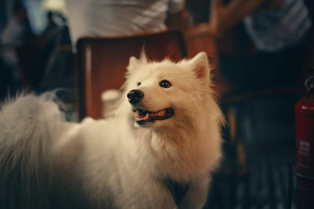 A happy dog with bright eyes showing friendly and welcoming expression
