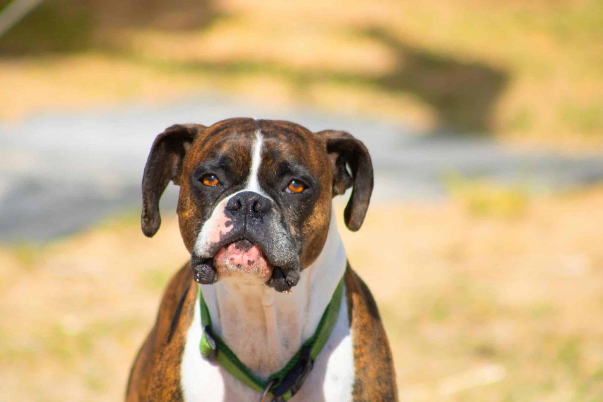 Boxer energetic and alert showing playful yet confident personality