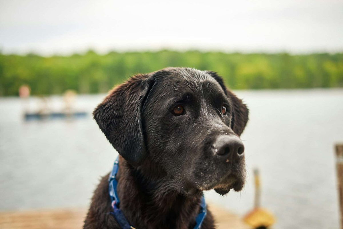 Labrador Retriever attentive face showing emotional awareness and gentle sensitivity