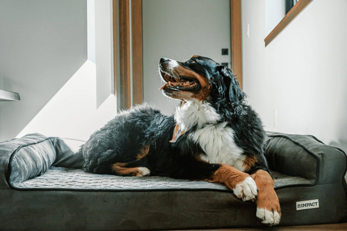 Bernese Mountain Dog relaxed stance showing calm and affectionate personality