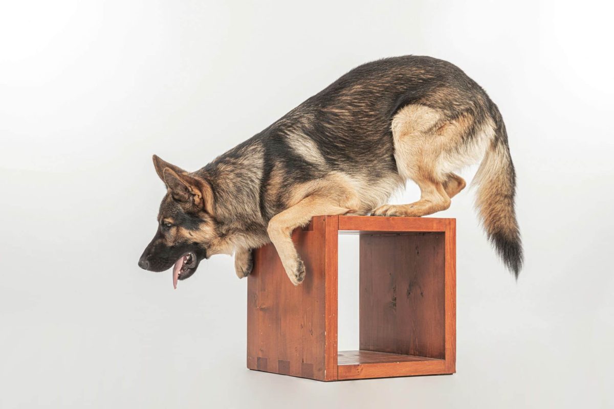 German Shepherd alert and confident showing strong intelligence and awareness