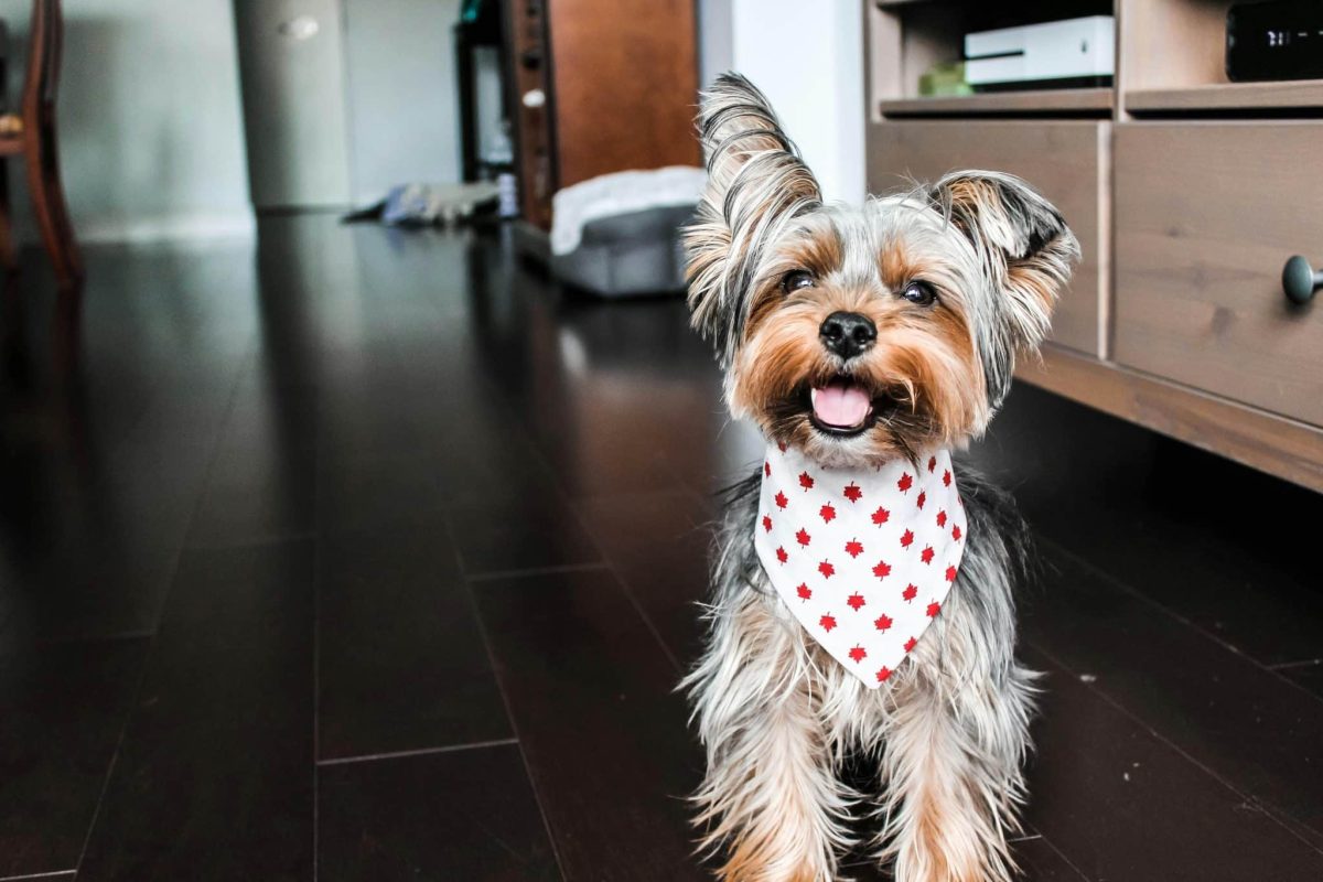 Yorkshire Terrier confident stance showing energetic and fearless personality