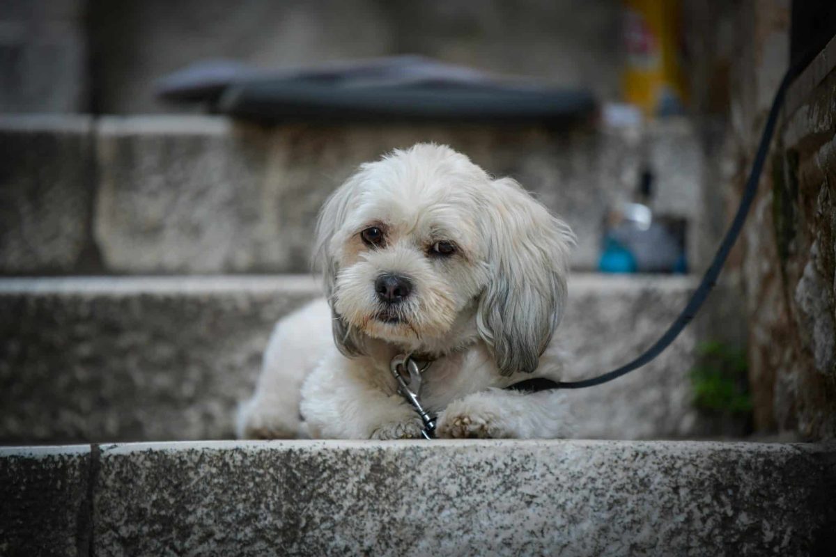 Havanese sweet expression showing affectionate and emotionally sensitive nature